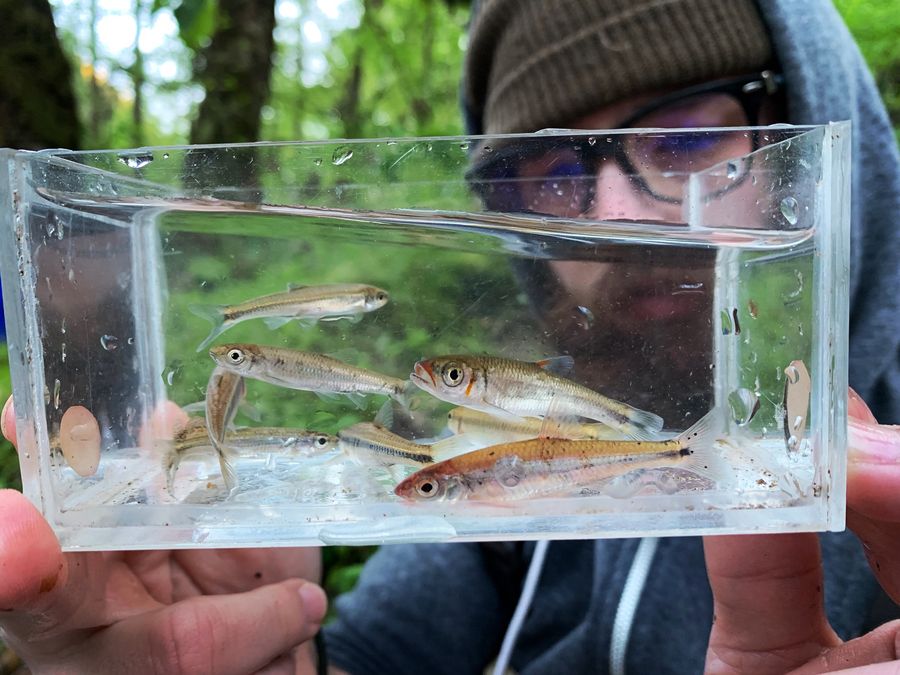 Mack White holding a clear viewer full of small stream fish