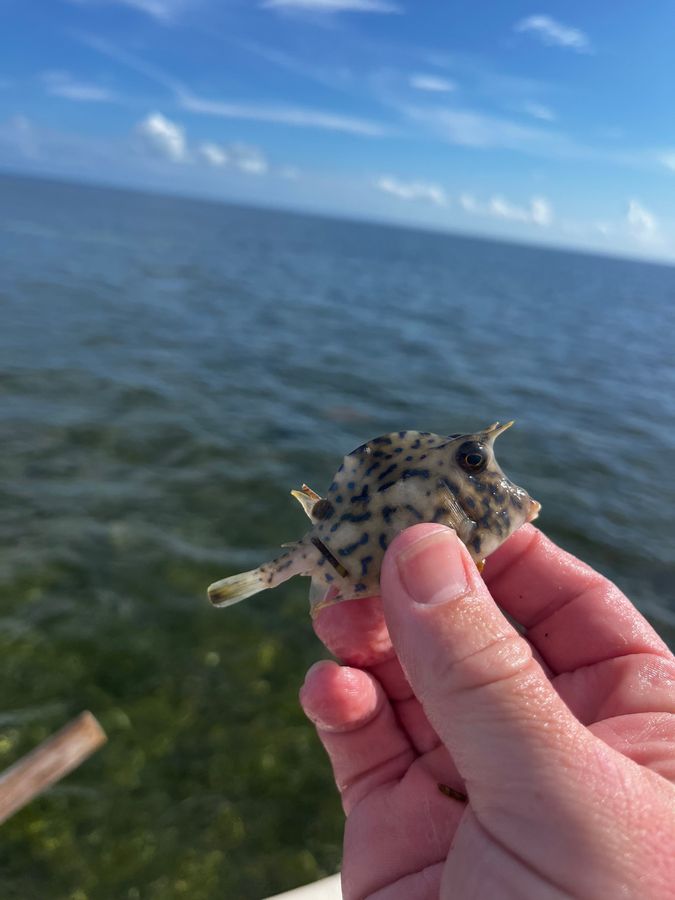 A small spotted cowfish held between two fingers
