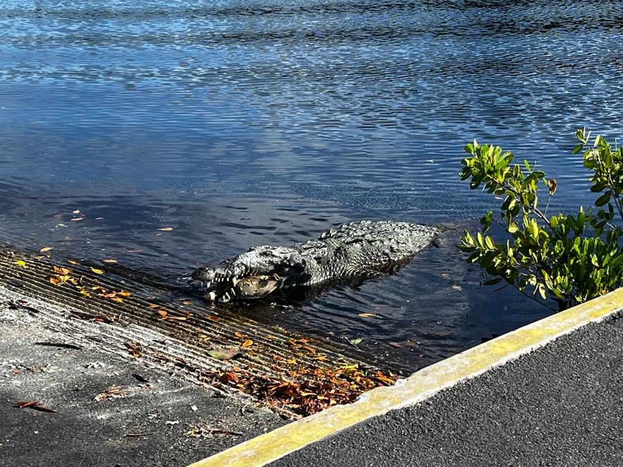 A crocodile holding prey in its jaws at the edge of a boat ramp