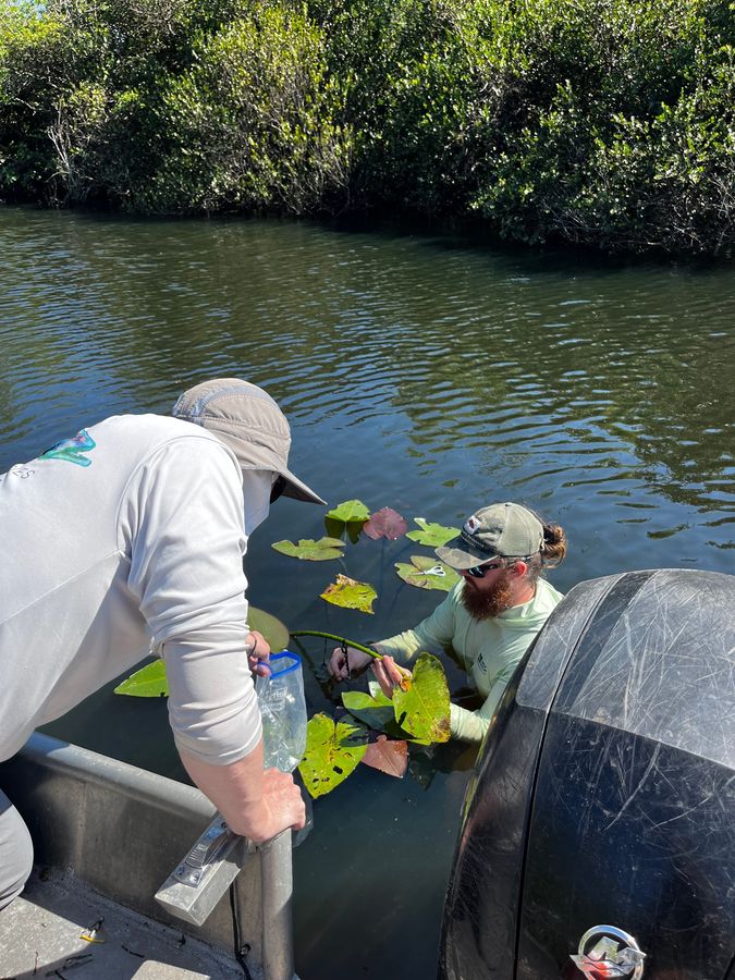 Mack chest-deep in water among lily pads, handing samples to a colleague