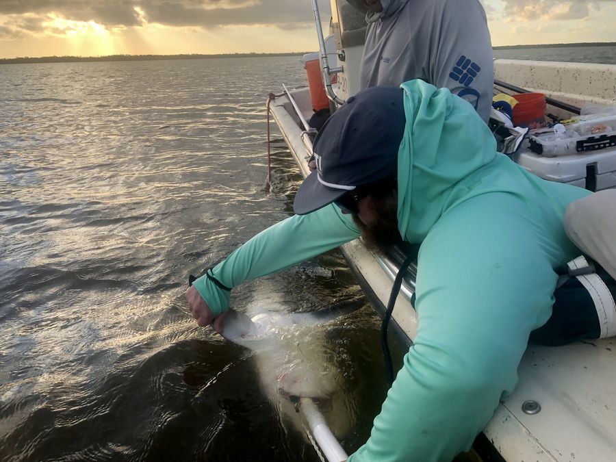 Leaning over a boat to release a fish at sunset