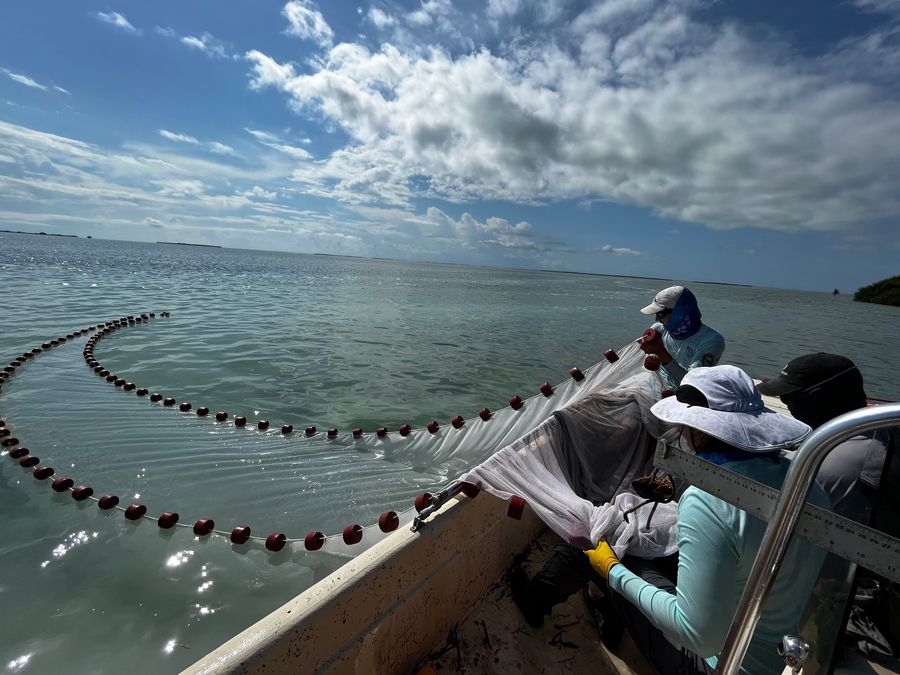 Crew pulling a seine net with red floats into a boat on open water