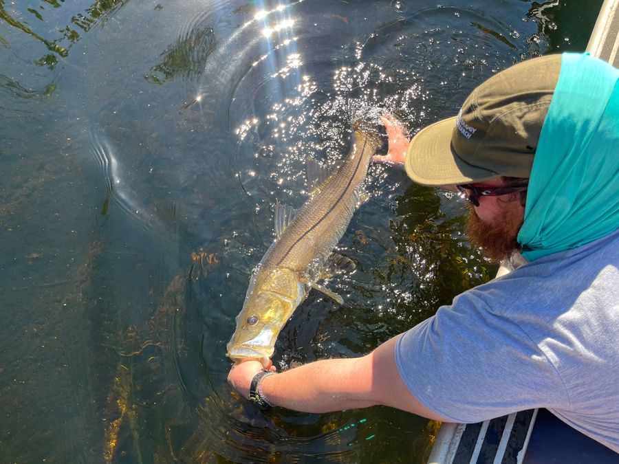 Reaching over the side of a boat to release a snook