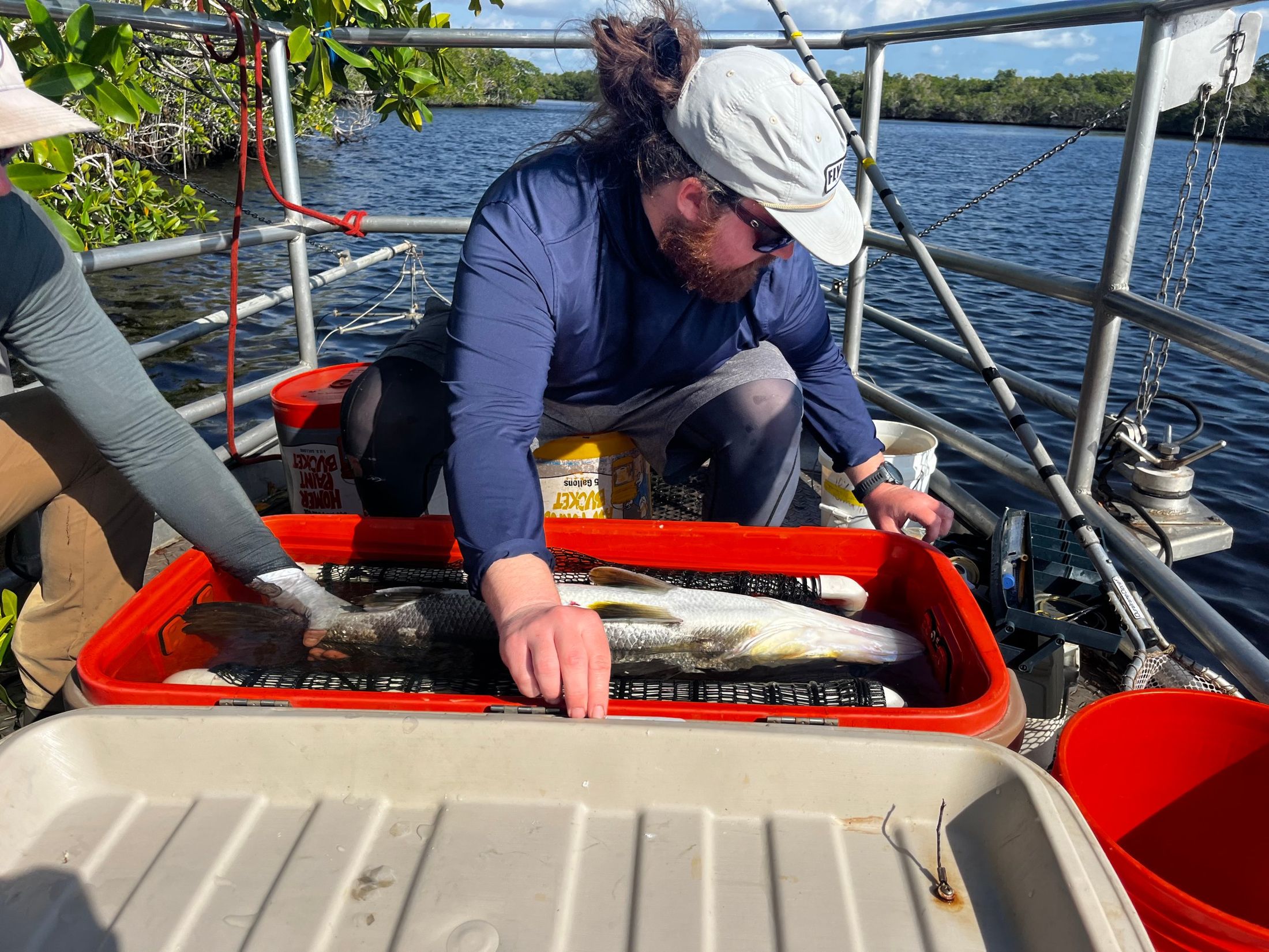 Mack preparing a Common Snook for acoustic tagging on a boat in the Shark River