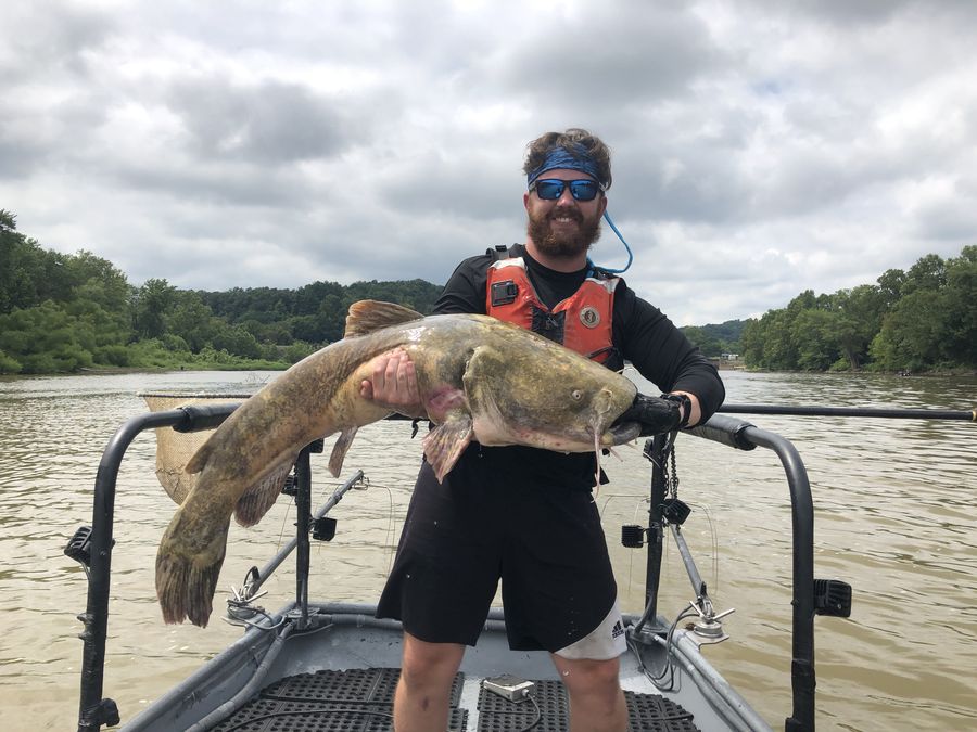 Holding a large catfish on an electrofishing boat
