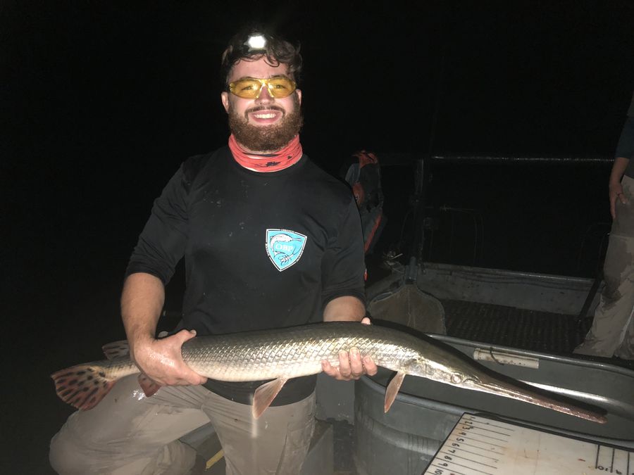 Holding a gar at night under a headlamp