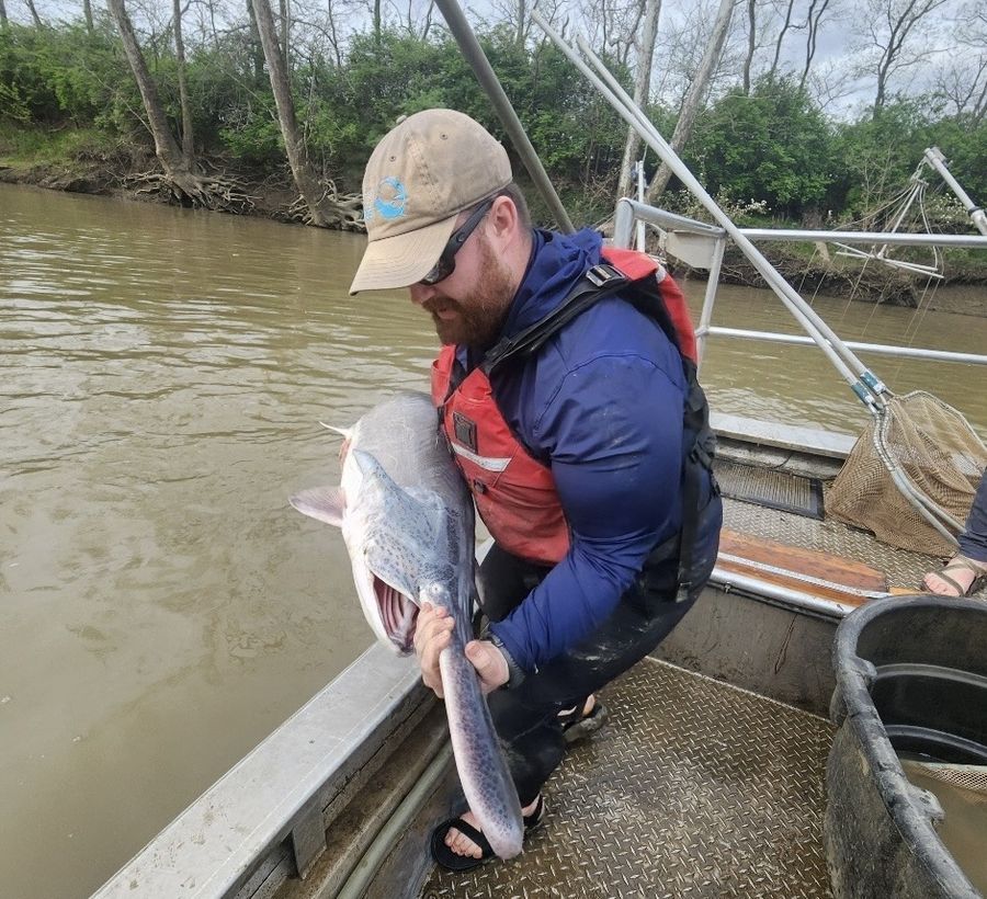 Mack lifting a large fish into a sampling boat on a muddy river