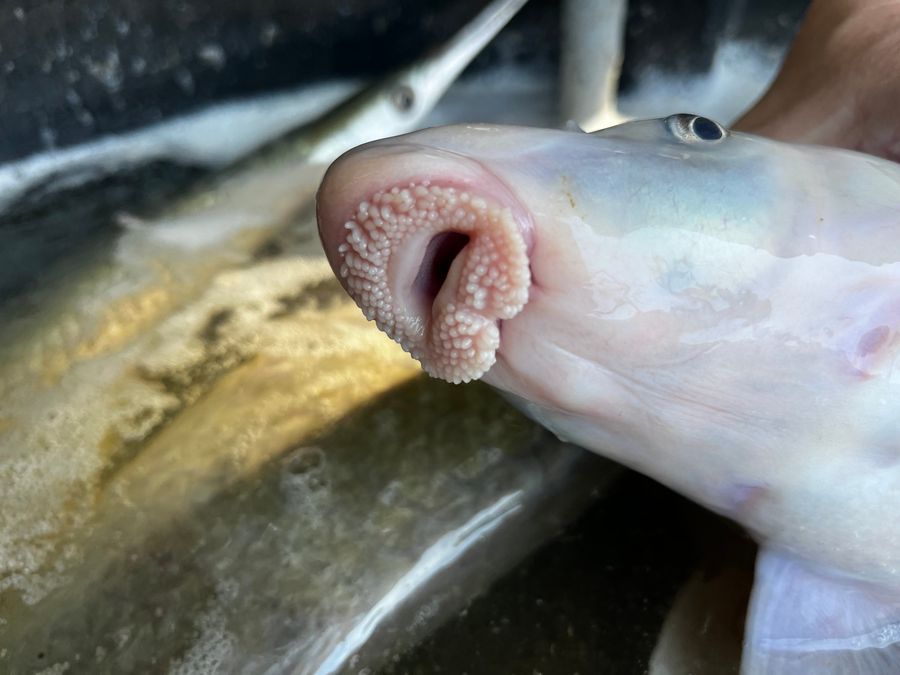 Close-up of the bumpy, fleshy lips of a Blue Sucker