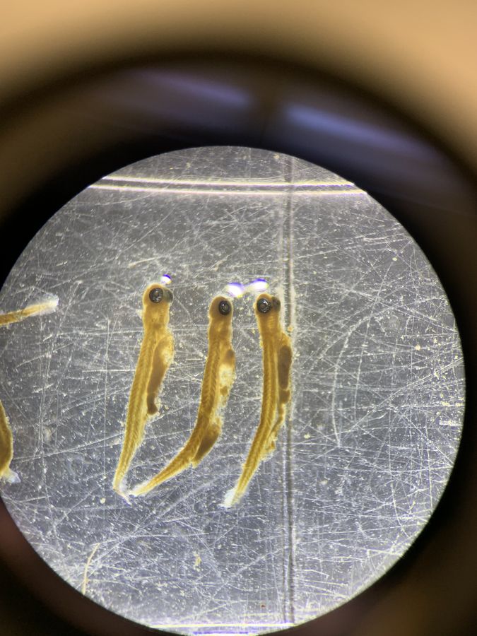 Three larval fish seen through a microscope eyepiece