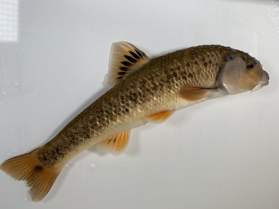 A sucker photographed on a white background