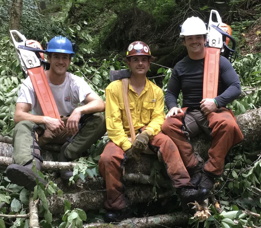 Three crew members with chainsaws in the forest